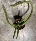 2" Cactus Chamaecereus Peanut  